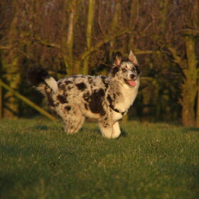 Hondenfoto van Angelique; Bruno, Charlie & Fenna  