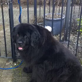Hondenfoto van Ruud, Izzy, Juno (en Nina †)