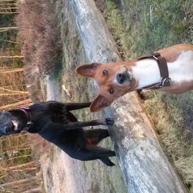 Hondenfoto van Fema & Fingo