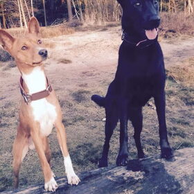 Hondenfoto van Fema & Fingo