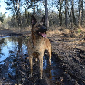 Hondenfoto van Dutchshepherdteam 