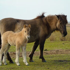 Wilde paardjes in het Lauwersmeer. Moeder met veulentje.