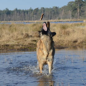 Hondenfoto van Dutchshepherdteam 