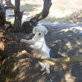 Hondenfoto van ~ Luna & Lèxi ~