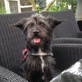 Hondenfoto van Ciska en Spanjaardje Moh (Bambi r.i.p.)