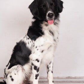 Hondenfoto van Michelle & Bentley