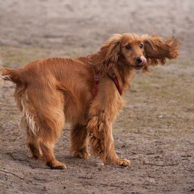 Hondenfoto van Rachelle & Hummie 