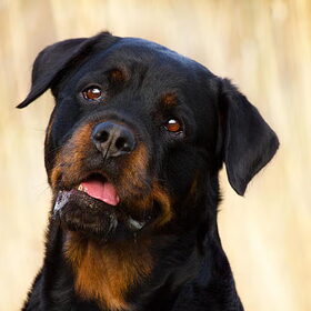 Hondenfoto van Angelique; Bruno, Charlie & Fenna  