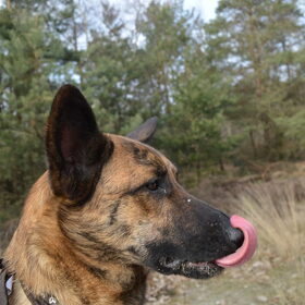 Hondenfoto van Dutchshepherdteam 