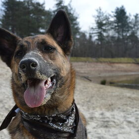 Hondenfoto van Dutchshepherdteam 
