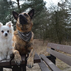 Hondenfoto van Dutchshepherdteam 