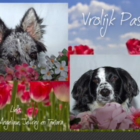 Resultaat van de voorafgaande foto's van 20-02-2015! :D