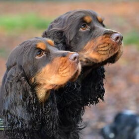 Hondenfoto van  Valérie, Milo en Noa