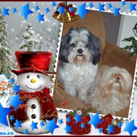 Hondenfoto van liesbeth,Turbo,Luna, Levi en Faith