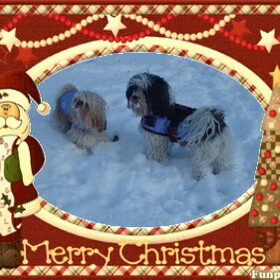 Hondenfoto van liesbeth,Turbo,Luna, Levi en Faith