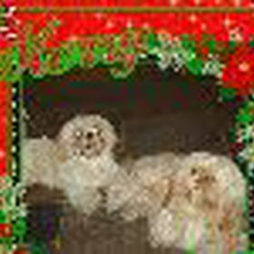 Hondenfoto van liesbeth,Turbo,Luna, Levi en Faith
