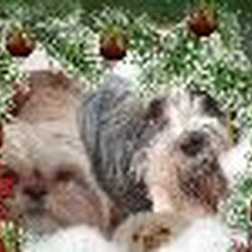 Hondenfoto van liesbeth,Turbo,Luna, Levi en Faith