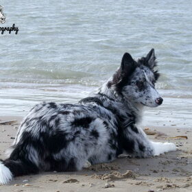 Hondenfoto van Angelique; Bruno, Charlie & Fenna  