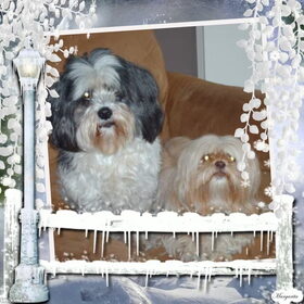 Hondenfoto van liesbeth,Turbo,Luna, Levi en Faith