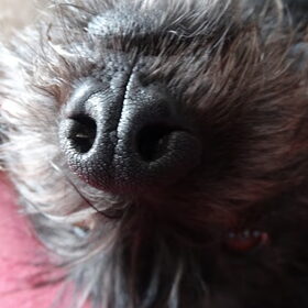 Hondenfoto van Ciska en Spanjaardje Moh (Bambi r.i.p.)