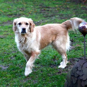 Hondenfoto van Veerle en Nana en Ginny