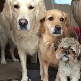 Onze 3 schatten : Nana ,Marley en Ginny