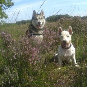 Hondenfoto van Tiffani & Pepper 
