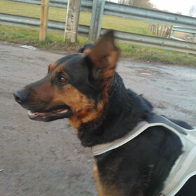 Hondenfoto van Muis,Vera, Papadopoulos, Odette, Annabelle en Ciska (Terra+, Dinky+, Saltarin+, Sam+, Zara+, Paco+)    