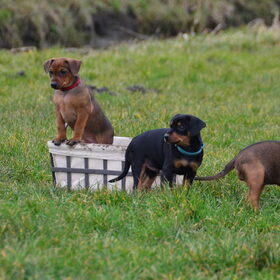 Hondenfoto van Veronique, Hugo, Jay-Dee & Mandy