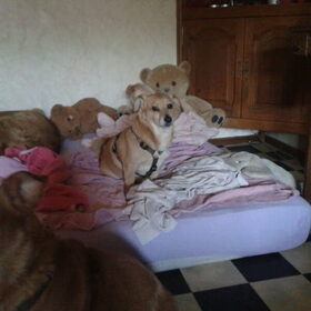 Hondenfoto van Manon en de meiden, Vera*, Lexi*, Pientje* en Mara
