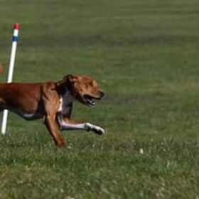 At the race track.