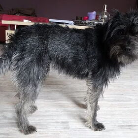 Hondenfoto van Ciska en Spanjaardje Moh (Bambi r.i.p.)