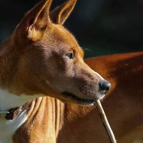 Hondenfoto van Fema & Fingo