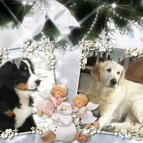 Hondenfoto van Lisa & doggs