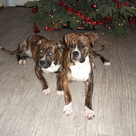 Samen gezellig onder de kerstboom liggen.