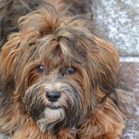 Chanty is onze lieve havanezer meisje