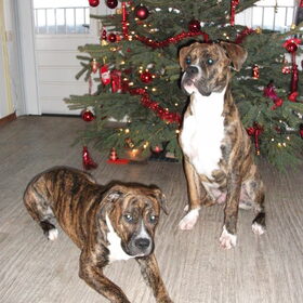 Onder de kerstboom