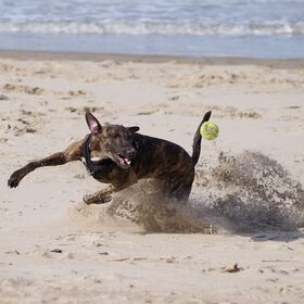 Hondenfoto van Tom -  (Speedy & Jacky†) - Milo & Ozzy. 