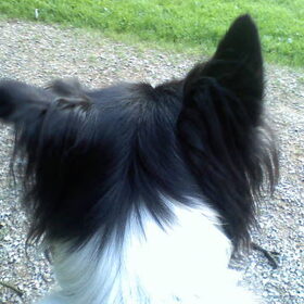 Hondenfoto van Bugs      **Taz**