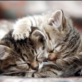 Niet mijn katjes... Maar ik vond deze zoooo lief !