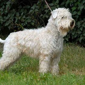 Hondenfoto van Dutchshepherdteam 