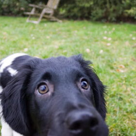 Hondenfoto van Sofie & Senna