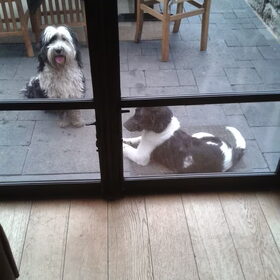 Hondenfoto van Sofie & Senna