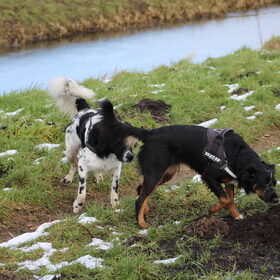 Hondenfoto van Michelle & Bentley