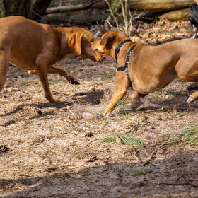 Mila samen met Dani