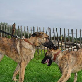 Hondenfoto van Dutchshepherdteam 