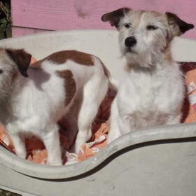Speedy en Tessa in de zon, voorjaar 2013