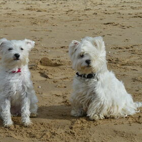 Hondenfoto van Nicole, Guus, Flynn & Puk 