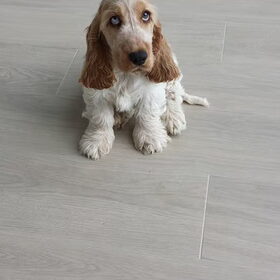 Hondenfoto van Monique 