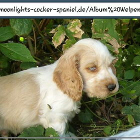 Hondenfoto van Monique 